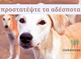 Χρηματοδότηση για τα αδέσποτα από τους ΚΑΠ 2025 με 10.700 ευρώ – Δαπάνη για ανύπαρκτο καταφύγιο 13.200 ευρώ!