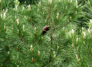 «Τσουχτερό» πρόστιμο σε εργολάβο για καταστροφή πεύκου σε κοινόχρηστο χώρο