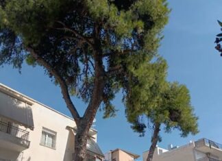 Πετρέλαιο στις ρίζες δύο πεύκων – Ποιος θα λογοδοτήσει;