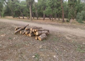 Το Άλσος χάνει δέντρα. Η διοίκηση μετράει έργα.